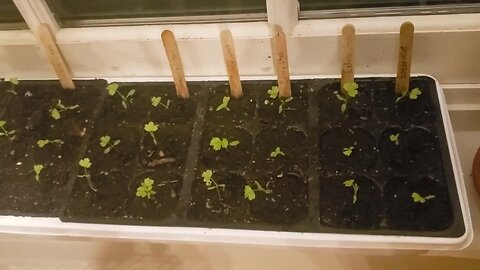 Pricking & Transplanting Celery Seedlings