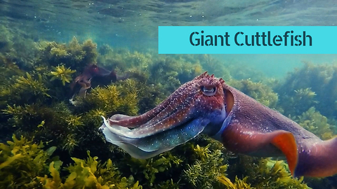 Australian giant cuttlefish at Shelly Beach HD