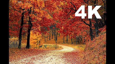 [4K] Autumn Leaves | Drone Aerial View | Free Stock Footage | Free HD Videos - No Copyright