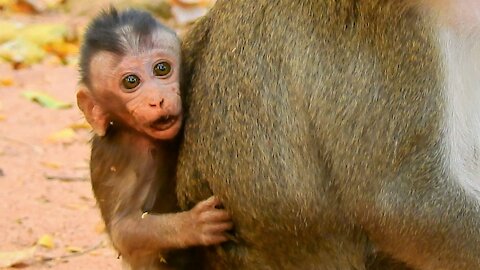 Funny animals, Baby monkey crying, #24#love animals.