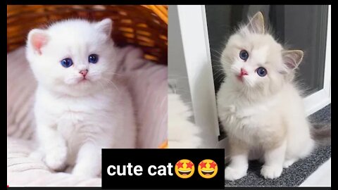 Cute cat