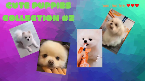 Cute Puppies ♥♥♥ LOL ♥♥♥ Cute Funny and Smart Dogs collection #2 | CoolCraft