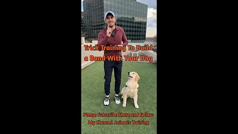 Trick Training To Build a Bond with Your Dog!
