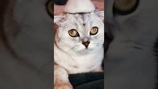 #MikeTyson Would Be Proud of This Kitty’s ‘Paws’ 🥊😹 (#124) | Funny Cat Videos #Shorts