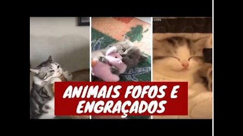 Funny dogs and cats, compilation 1 of funny animals