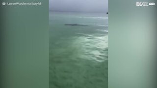 Florida: avvistato squalo martello