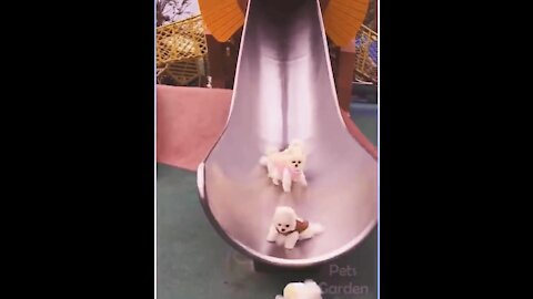Cute puppies sliding down the slide