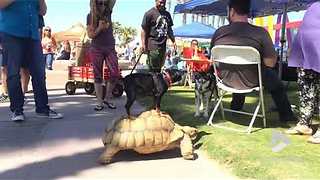Doggy Rides Tortoise || Viral Video UK