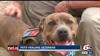 Veterans use pets to cope with PTSD, life after service