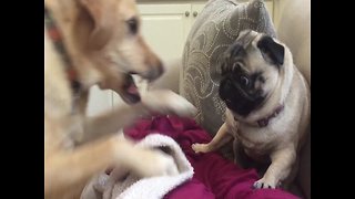 Dogs Fight over a Spot on the Couch