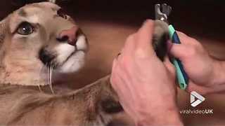 Owner cuts his domesticated cougar's claws