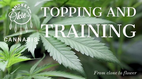 Training and topping your Cannabis during the Vegetative period