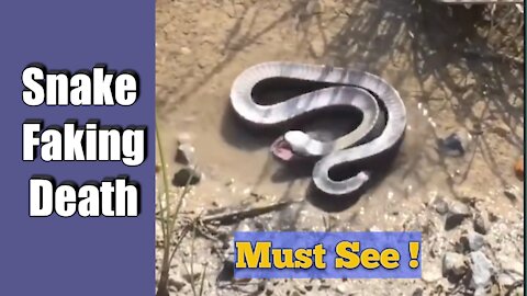 Snake faking its own death to avoid danger/attack. HD