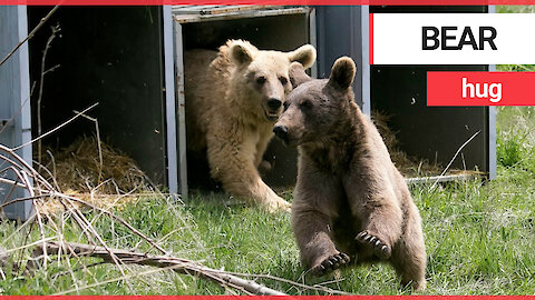 Heartwarming moment brown bear and two cubs released into wild after a decade in captivity