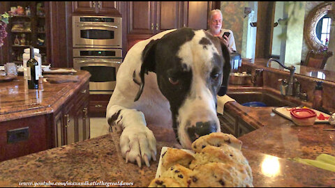 Great Dane Resists The Temptation To Swipe Freshly Baked Scones