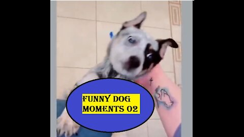 Funny DOG Moments 02