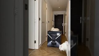 CAT VIDEO