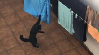 Cat learns not to play on clothes line the hard way