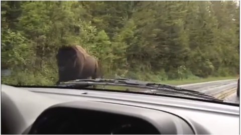 Angry Yellowstone Bison Use Road As Runway Causing Traffic Jam