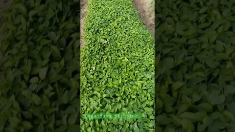 capsicums planting in field imported quality of seeds