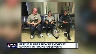 Rescue puppies provide emotional support to airline passengers