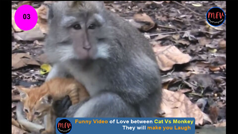 Funny Video Cat Vs Monkey #RealLove-Part-03:MayaFunnyVideo