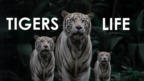 KNOW ABOUT WILD TIGERS | TIGER VIDEOS | TIGER ATTACK | LIONS VS TIGERS | WILD ANIMALS