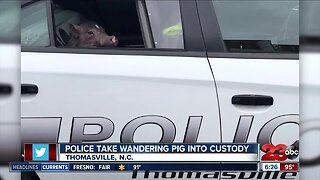 Pig arrested in North Carolina