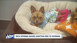 SPCA offering waived adoption fees to veterans