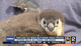 Help name new penguin chick at the Maryland Zoo