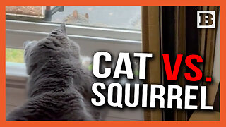 JUST NUTTY! Cat Defends Birdfeeder from ROGUE SQUIRREL
