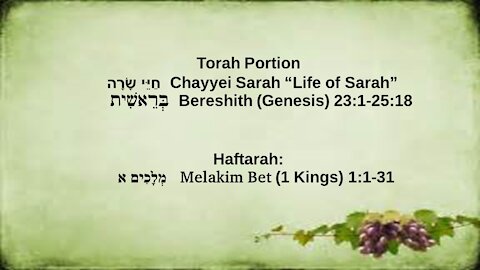 Torah Portion Chayyei Sarai 111321