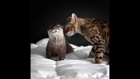 Friendship Between Otter, Cat and a Dog