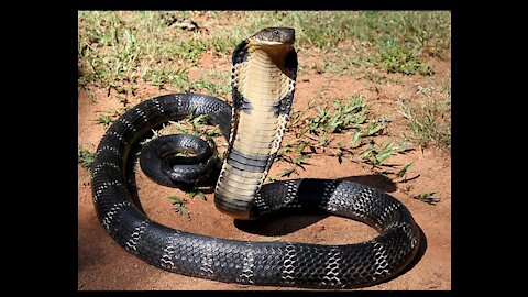 King Cobra powerful snake very dangerous and how this much looking my hand