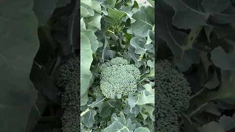 Growing broccoli.