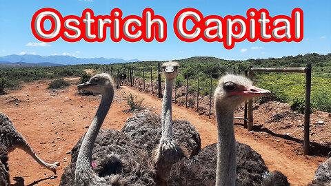 Ostrich Capital of the World! S1 - Ep 16 Part 2 of 2