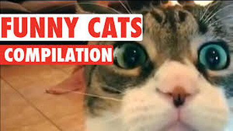 Funny cat video|compilation #1