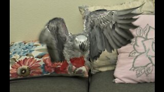 African Gray Parrot - Recall