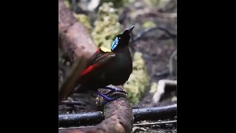 amazing bird voice