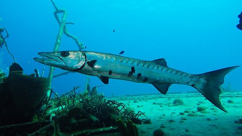 Giant barracuda startles scuba diver on sunken Russian warship