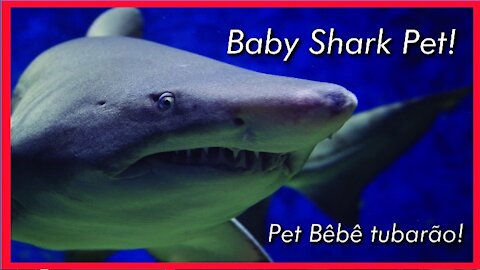 Baby shark pet
