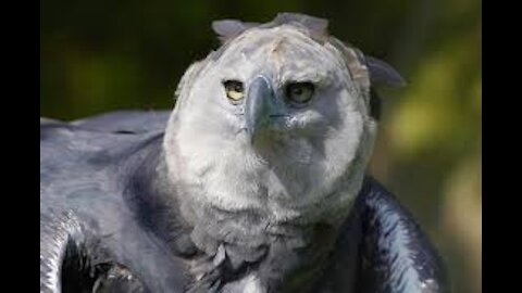 The Harpy Eagle Is As Big As a Human