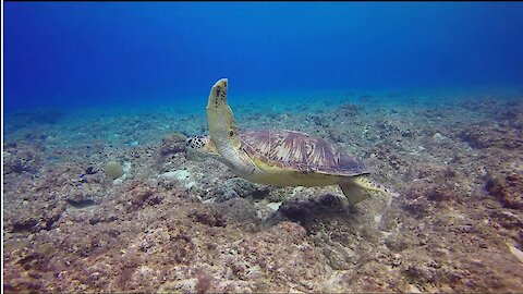 Marine Turtle