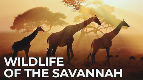 World Of The Wild | African Savannah | EP# 2 ||