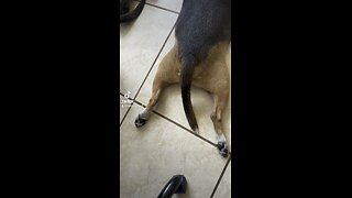 Beagle stretch