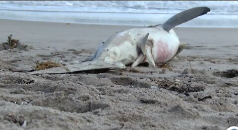 Dead shark, ray with fins cut off found on Delray Beach