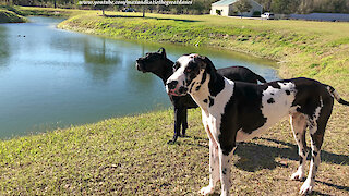 Gentle Great Danes Enjoy Watching Ducks While They Play