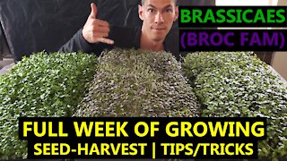 Broccoli/Cabbage/Mustard MICROGREENS: How to Grow A Full Cycle on a Schedule + Experiments