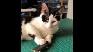 Check out this kitten's epic (and hilarious) toy skateboarding skills