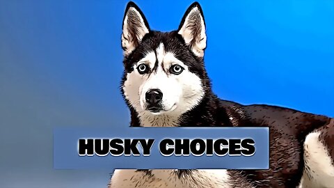 cats and dogs playing - husky life style - Funny do